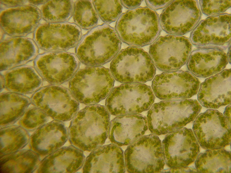 Liochlaena lanceolata